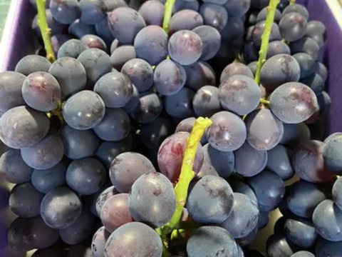 【常温便】果汁たっぷり！種なしぶどう巨峰あわせて3キロ