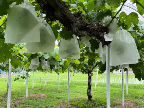 【2026年予約】岡山県産「ニューピオーネ」果汁たっぷり大粒種無し2kg以上(3～4房）