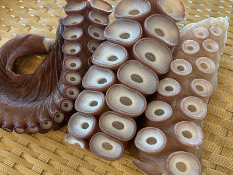 【一雪の福袋】たこ足＋たこぶつぎり