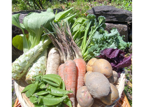 カラダが喜ぶ!!旬のお野菜セット7~8種類【おまかせ60】