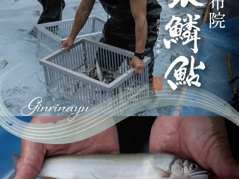 湯布院　銀鱗鮎　名水育ち　生鮎1Kg（１０匹～１３匹）