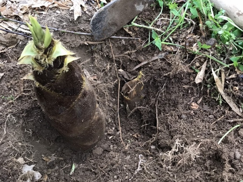 新鮮！　朝採り旬のタケノコ　３ｋｇ（２本～３本）