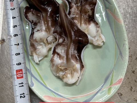 【高級寿司屋レベルをご自宅で】
今が旬‼️天然とり貝 肉厚・濃厚 愛知三河湾産 活かし発送 100-120g個体1kg【超大】
（7月まで！）
一足早い父の日にもおすすめ❗️8-10個