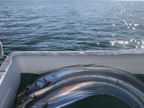 釣りたてピカピカ✨太刀魚　冷凍真空パック　8枚セット