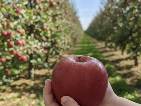 手のひらサイズ　サンフジ小玉 　4.8㎏　（20～23玉）