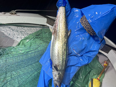 『天然サワラ』まるまる1尾2.8kg前後（処理前）
