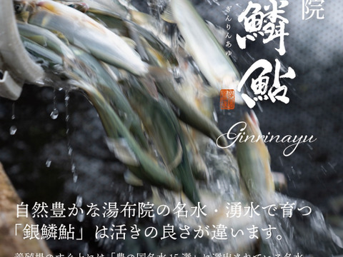 湯布院　銀鱗鮎　名水育ち　生鮎1Kg（１０匹～１３匹）
