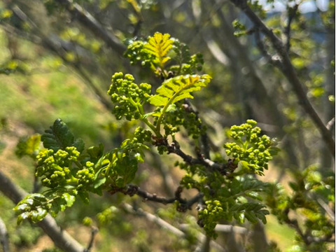 【春の香り】花山椒/はなさんしょう/天然/高級山菜/100g【4/8~4/10発送】【冷蔵便】