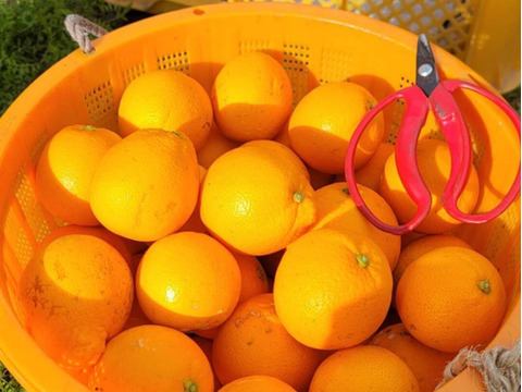 みかん畑セット【食べ比べ】3.3kg（箱込）