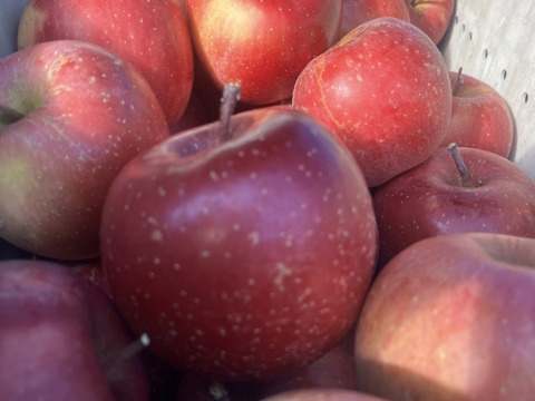 《予約商品》1月中旬～ 訳あり 極小玉 サンふじ 5キロ箱 23～25玉