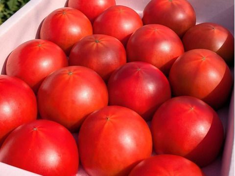 平均糖度8度以上！！べっぴん！大玉濃旨フルーツトマト（箱入り・約1.2kg)