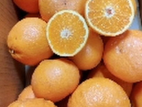 甘くて濃厚！希少な「はれひめ