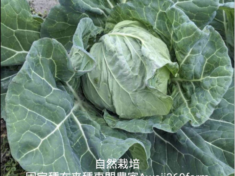 自然栽培 固定種 在来種 ！!おまかせ野菜セット￥3500！!無肥料 農薬不使用 60サイズ【2キロ】