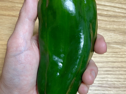 【コーヒー農家がつくる】ピーマン『さらら』約2KG（限定価格）