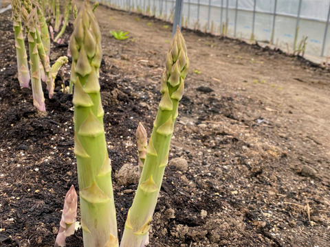 2026春芽！太くてあまーい北海道産アスパラ(2kg )【北海道伊達市ふるさと納税出品商品】