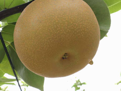 上品な甘さ♪果汁たっぷりのあきづき梨5kg【規格外】