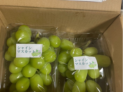 毎年大人気のご家庭用・山梨県産シャインマスカット1㎏