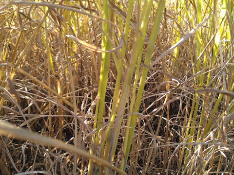 玄米新米　コシヒカリ　5キロ　６０％農薬カット