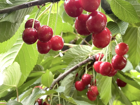 【紅さやか】さくらんぼ 山形県東根産 Lサイズ以上秀・特秀品 200g×2パック