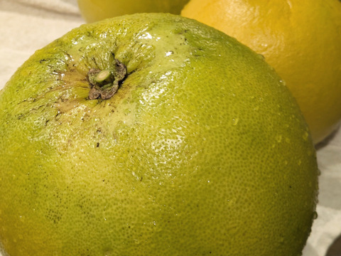 露地もの！岐阜県産『晩白柚』（ひと玉約1.5kg）