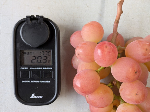 「牧丘天空ブランド山梨オリジナル品種サンシャインレッド約1kg