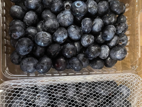 大粒フレッシュブルーベリー １kg 信州長野 農薬不使用【新鮮生食用】