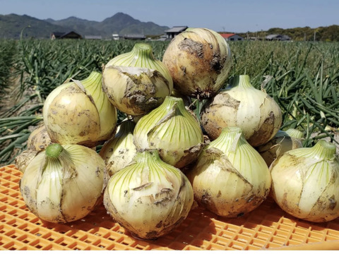 【訳あり】淡路島玉ねぎ！5キロ　1番人気