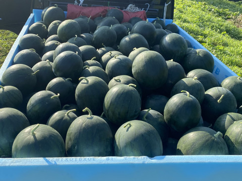 珍しい！【黒系】2玉　約4キロ〜5キロ朝採り発送！フレッシュ！小玉すいかひとりじめBonBon