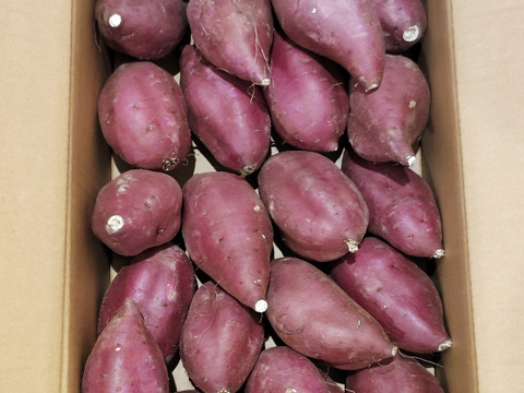 新芋】シルクスイート 丸Mサイズ 5kg さつまいも：茨城県産の