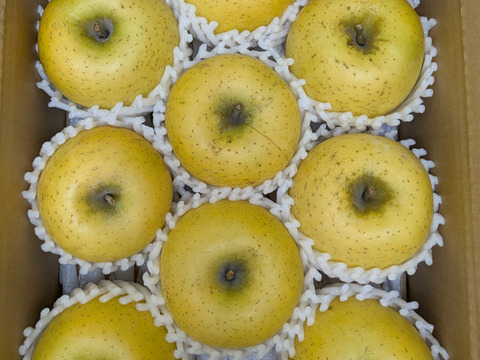 みやっちとも様専用商品・シナノゴールド5ｋｇ（クール便）