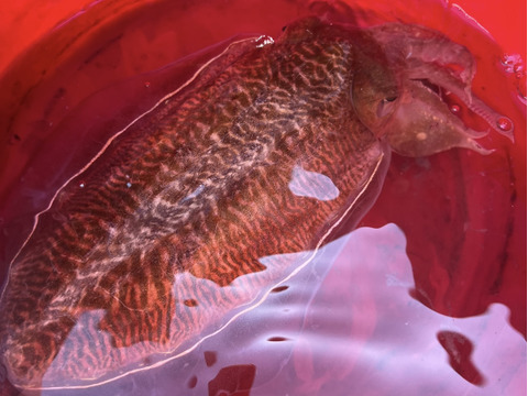 秋田県産　コウイカBOX （急速冷凍）