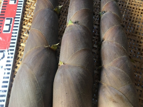 兵庫産たけのこ（はちく）2.6ｋｇ【最短発送】
