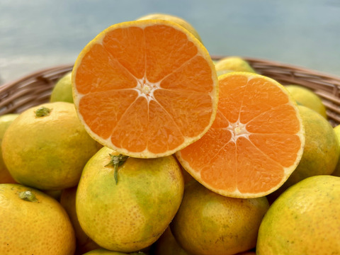 【 小玉 高糖度！！】瀬戸内海の太陽の恵みがつまった！訳アリ 小玉極早生みかん5kg　目の前が海！の畑　離島の日当たり良好の園地で 栄養たっぷりに育ったみかん✨