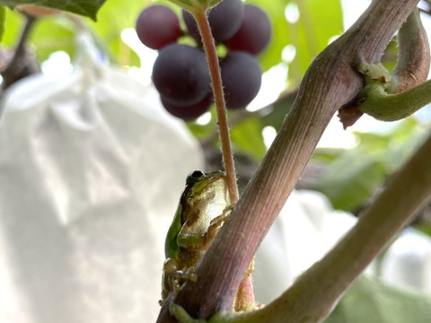 旬の味覚を贅沢に味わう葡萄セット 2房/1kg（ニューピオーネ+おすすめ品種）