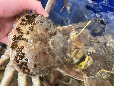 冬の味覚の王者【越前蟹】ズワイガニオス/特大サイズ/1000~1200g【吟醸蒸し】【冷凍】【日時指定可】