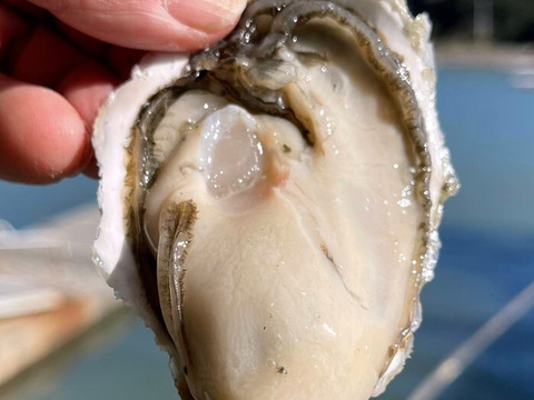 【贈り物】【生牡蠣】【生食用】三重県産 浦村かき 
むき身500g＋S～Mサイズ殻付き20個 1箱セット（約2.1kg前後）（3、4人前）
母の日父の日【冬ギフト】【生で食べれる美味い牡蠣】