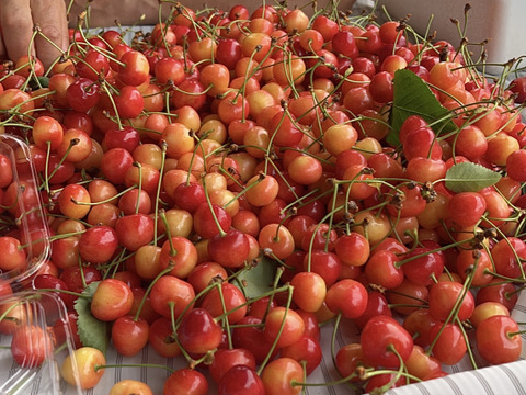 《訳あり》山形県産さくらんぼ 佐藤錦 ばら詰め 家庭用500g