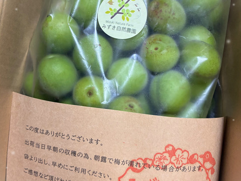 【中古】 白加賀＆月世界/青梅 自然栽培 農薬、化学・動物性肥料不使用 L 果物