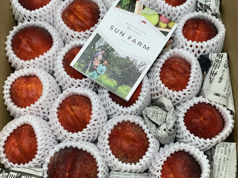 濃厚ネクタリン黎明 A品（約3㎏）