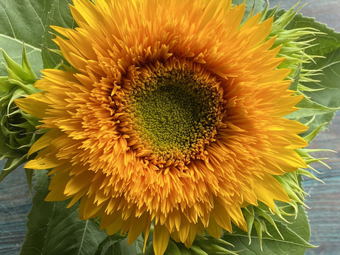 モネの「八重ひまわり」3本（40㎝）