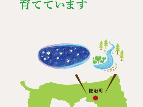 クール便「王秋梨」2.5キロ(4～6玉)2箱ｾｯﾄ たにがみ農園 鳥取県産 みずみずしい 梨 nashi ナシ なし 11月中旬より随時発送 【冬ギフト】