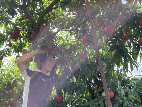 【ご自宅用】なつっこ🍑3kg