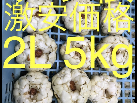 北海道産 ゆり根 2L 5kg お徳用 大特価 野菜