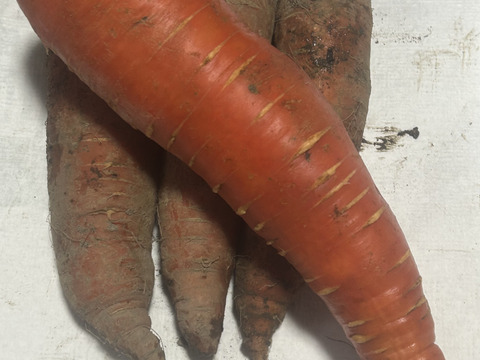 彩りにんじん3色セット　5kg