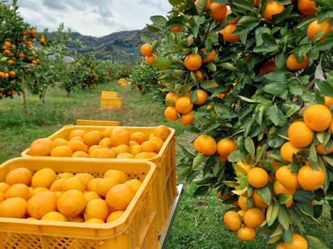 有田みかん【サイズ混合】8kg（箱込）