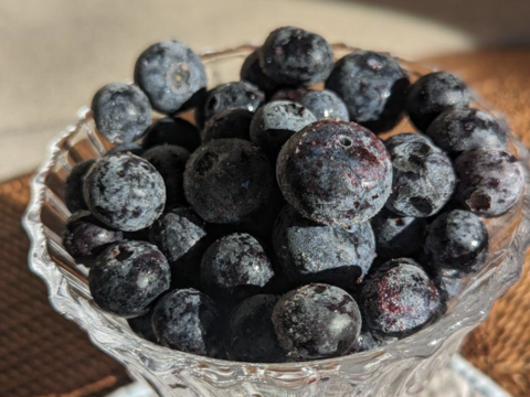 【農薬*除草剤を使わずに育てました】完熟冷凍ブルーベリー 500g