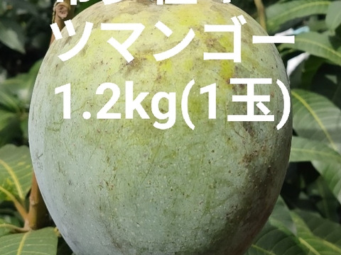 希少キーツマンゴー（家庭用）1.2kg