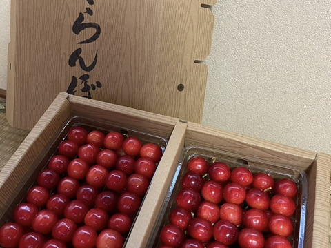 【朝どれ】《佐藤錦》さくらんぼ 山形県東根産 1kg L.2L 秀・特秀品 贈答用