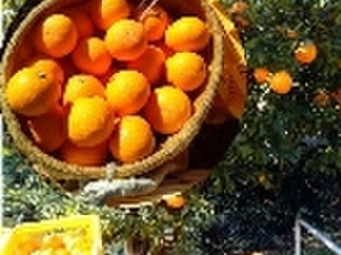 果汁たっぷり！　【清見オレンジ】　　　【惜しい訳あり】❣️農家推薦プロの味わい