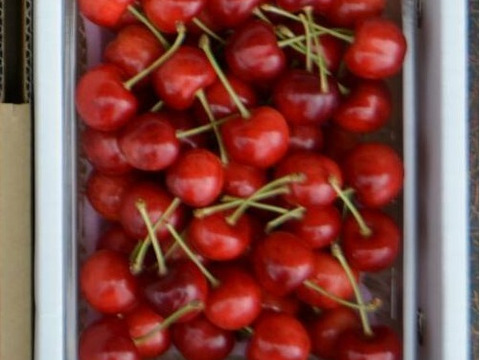 【さくらんぼ最高糖度賞受賞園地】紅秀峰　秀品500g